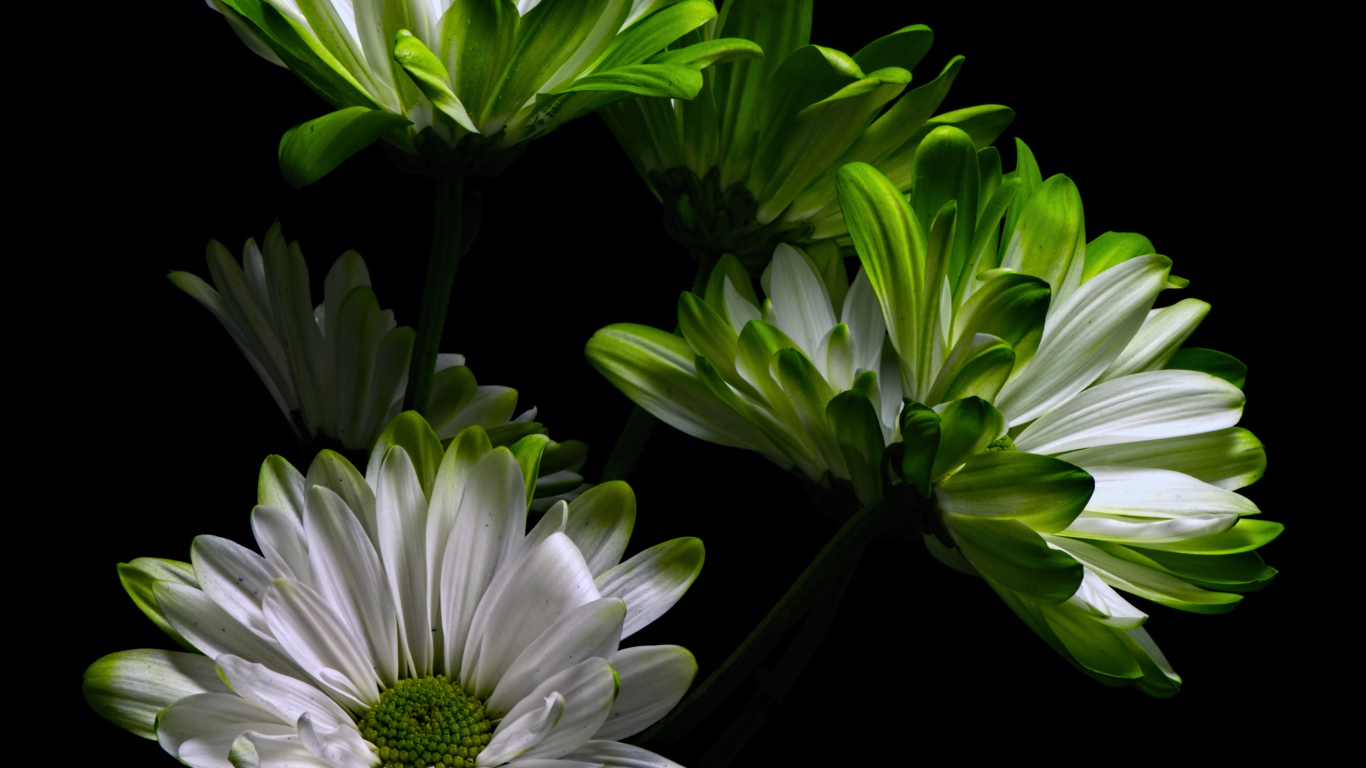 Бело-зеленые цветы хризантемы на черном фоне 