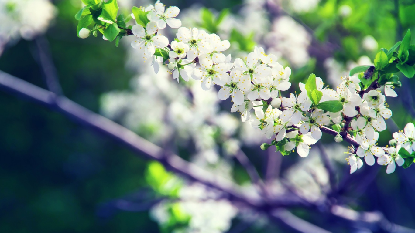 Белые цветы вишни на ветке крупным планом 