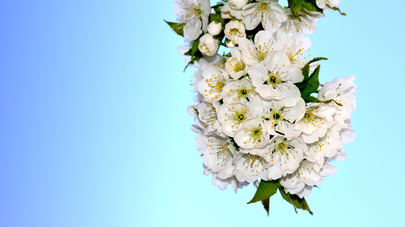 Белые цветы черешни с зелеными листьями на голубом фоне