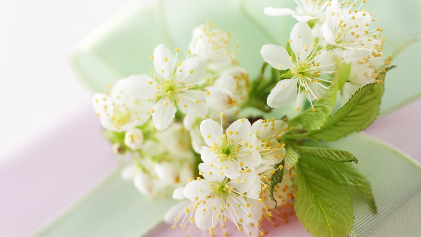 Белые цветы черешни с зелеными листьями на столе с лентой