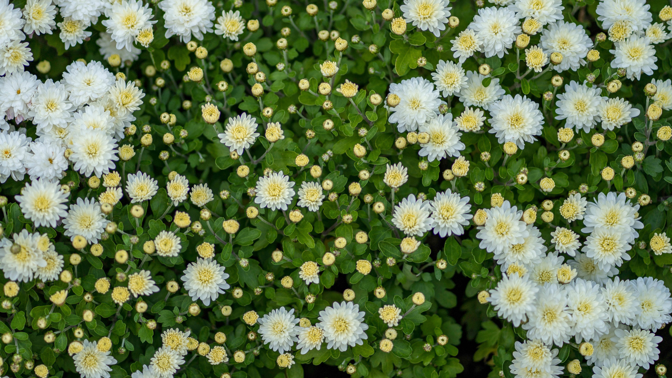 Белые хризантемы с бутонами на клумбе