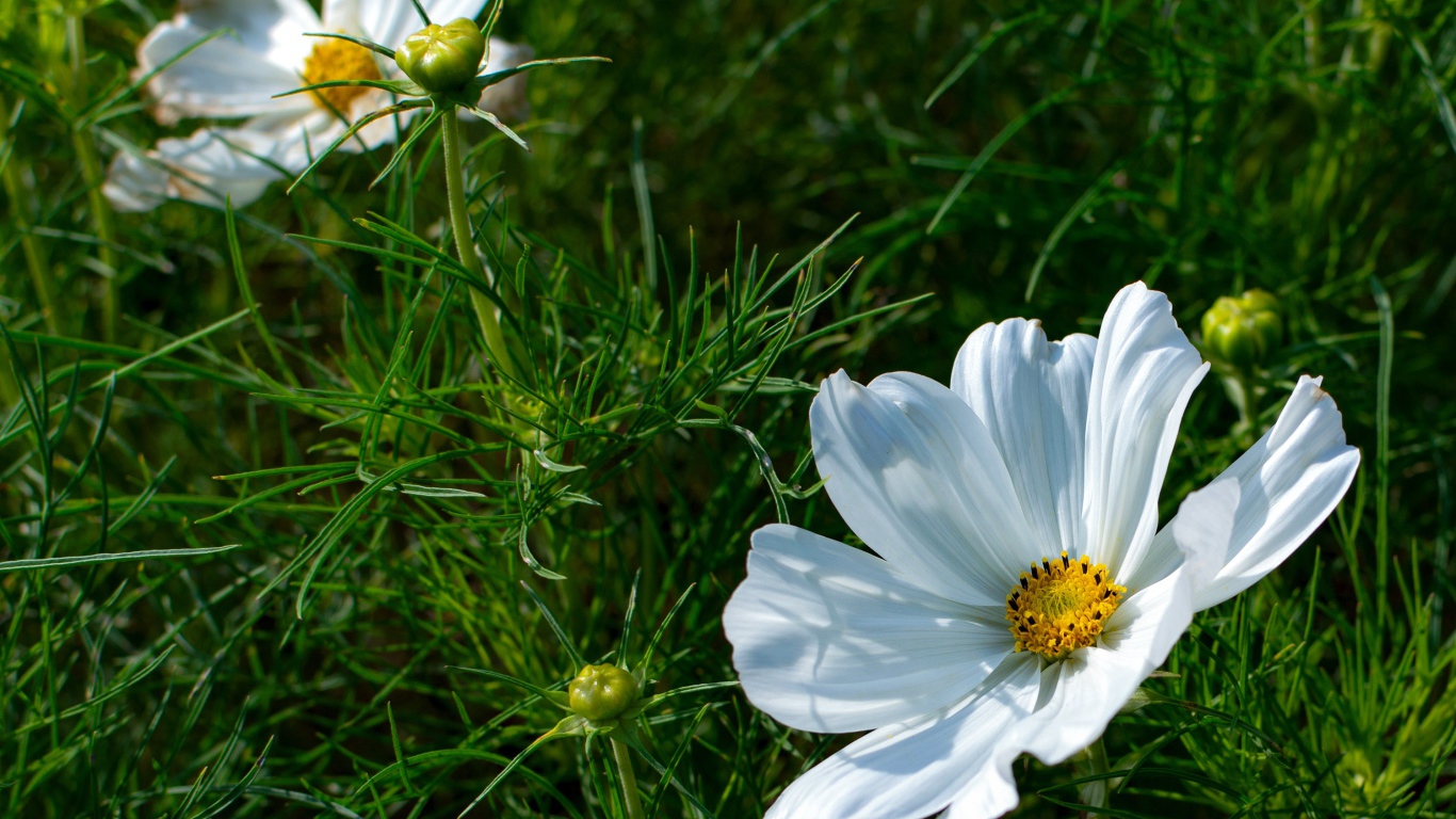 Белые цветы космея с бутонами в зеленых листьях 