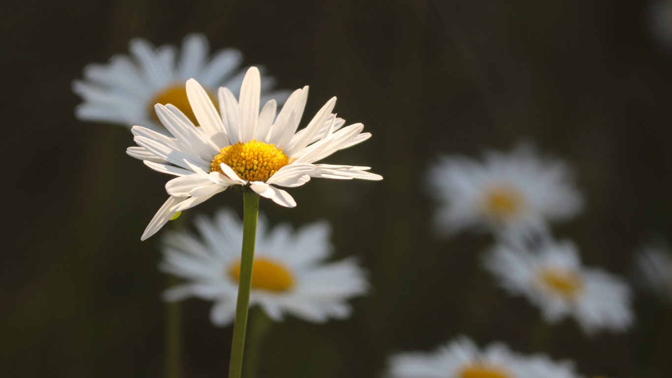 Белые ромашки в лучах солнца на поле