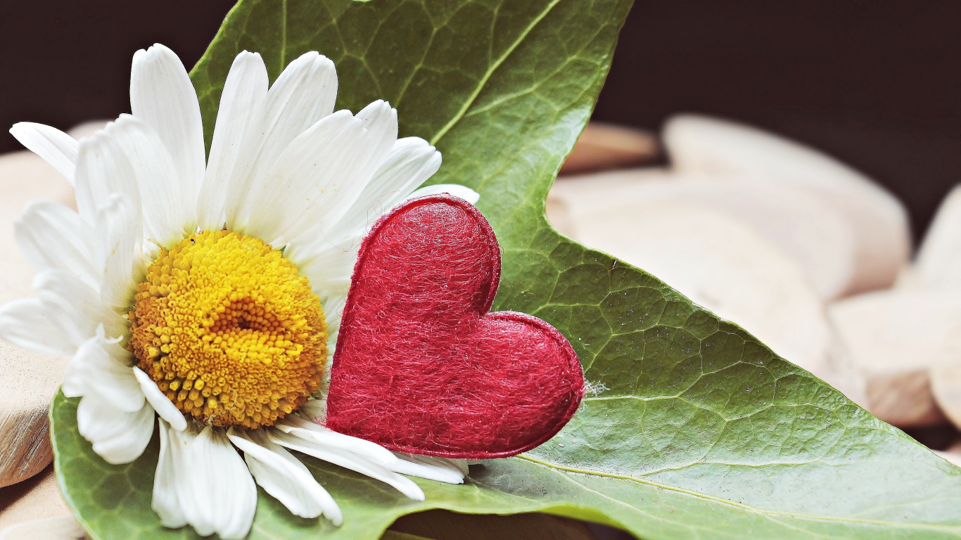 Белая ромашка с красным сердцем на листе