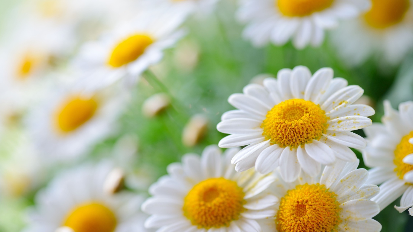 Белая ромашка с белыми лепестками в пыльце