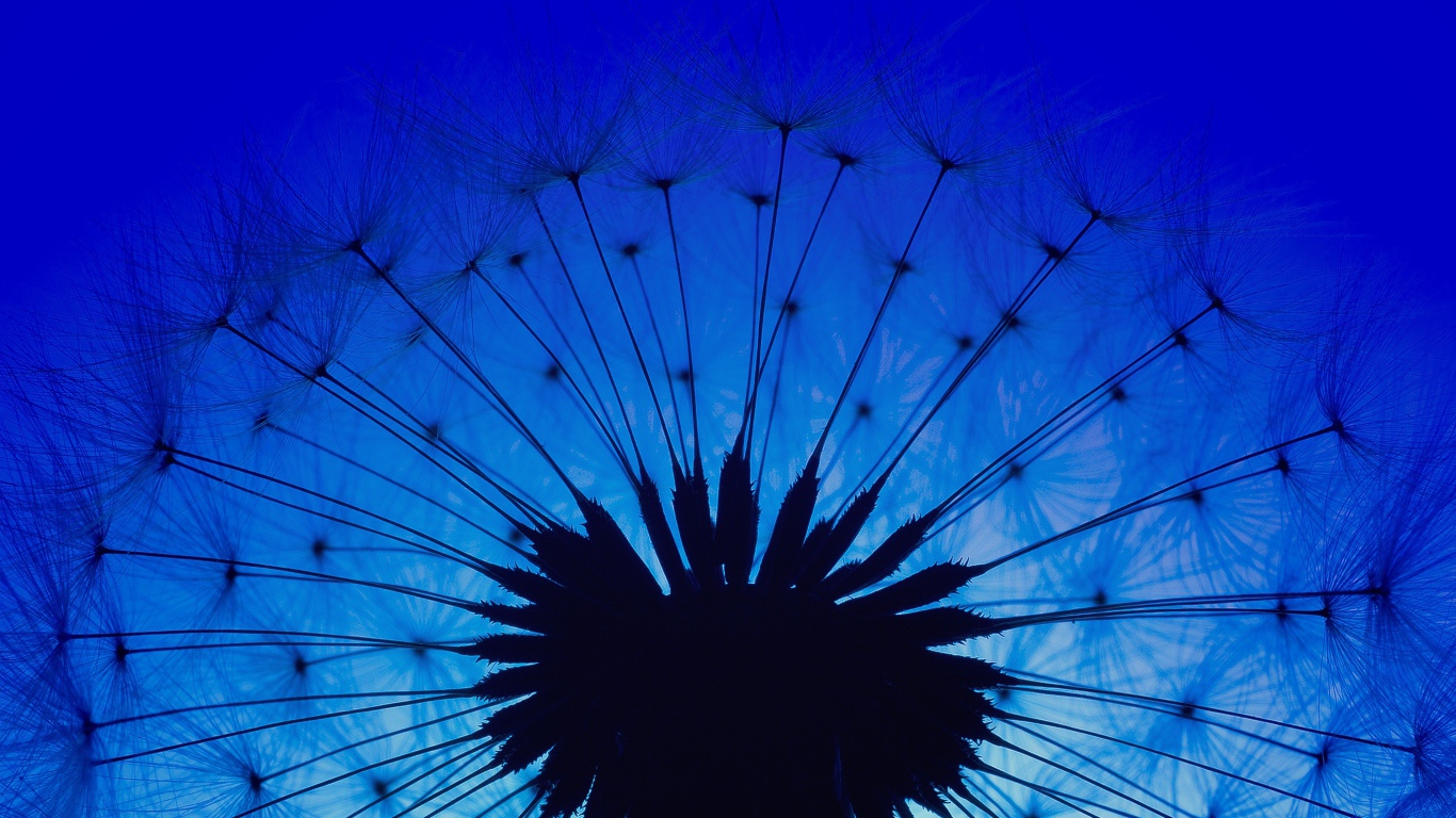 Белый одуванчик на фоне голубого неба в сумерках