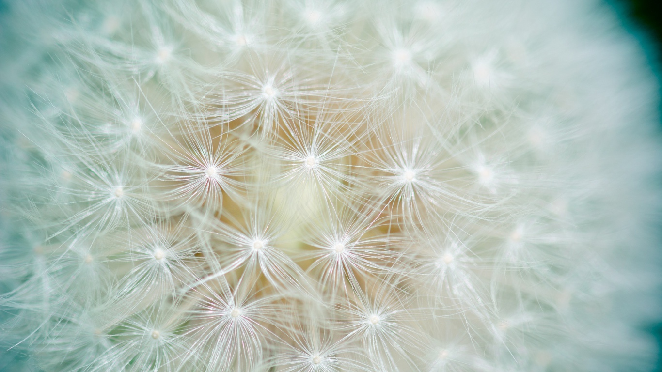 Белый цветок одуванчика крупным планом