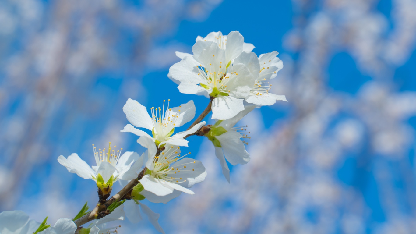 Белые цветы на ветке дерева на фоне неба