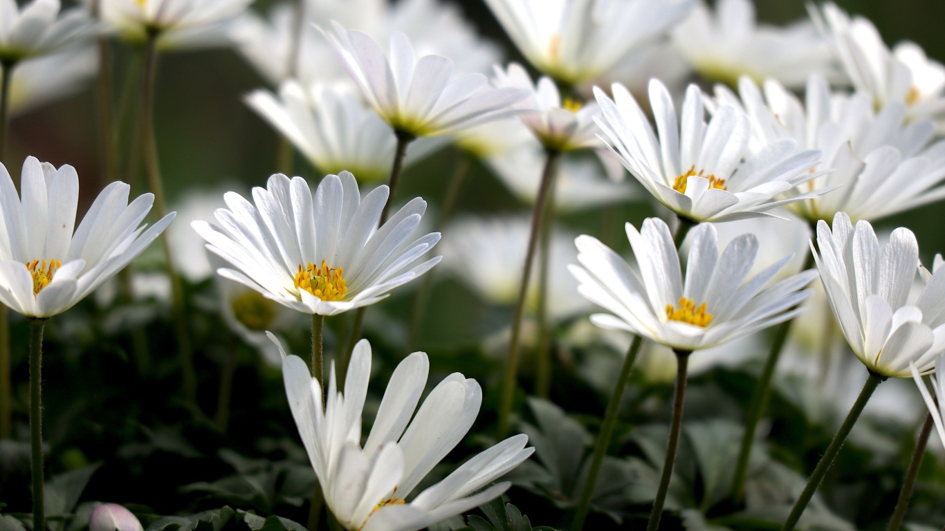 Белые цветы остеоспермум на клумбе 