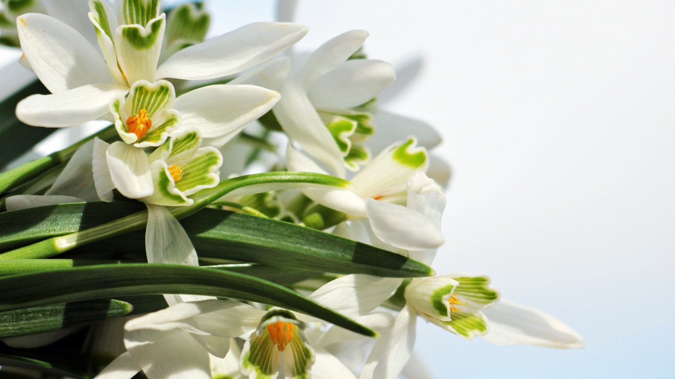 Белые цветы подснежники с зелеными листьями на белом фоне