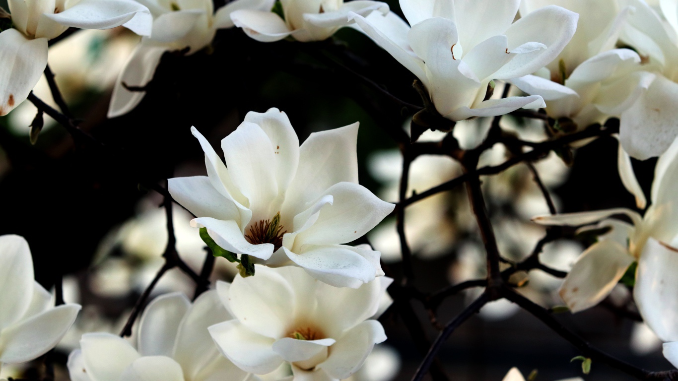 Белые цветы магнолии на ветках 