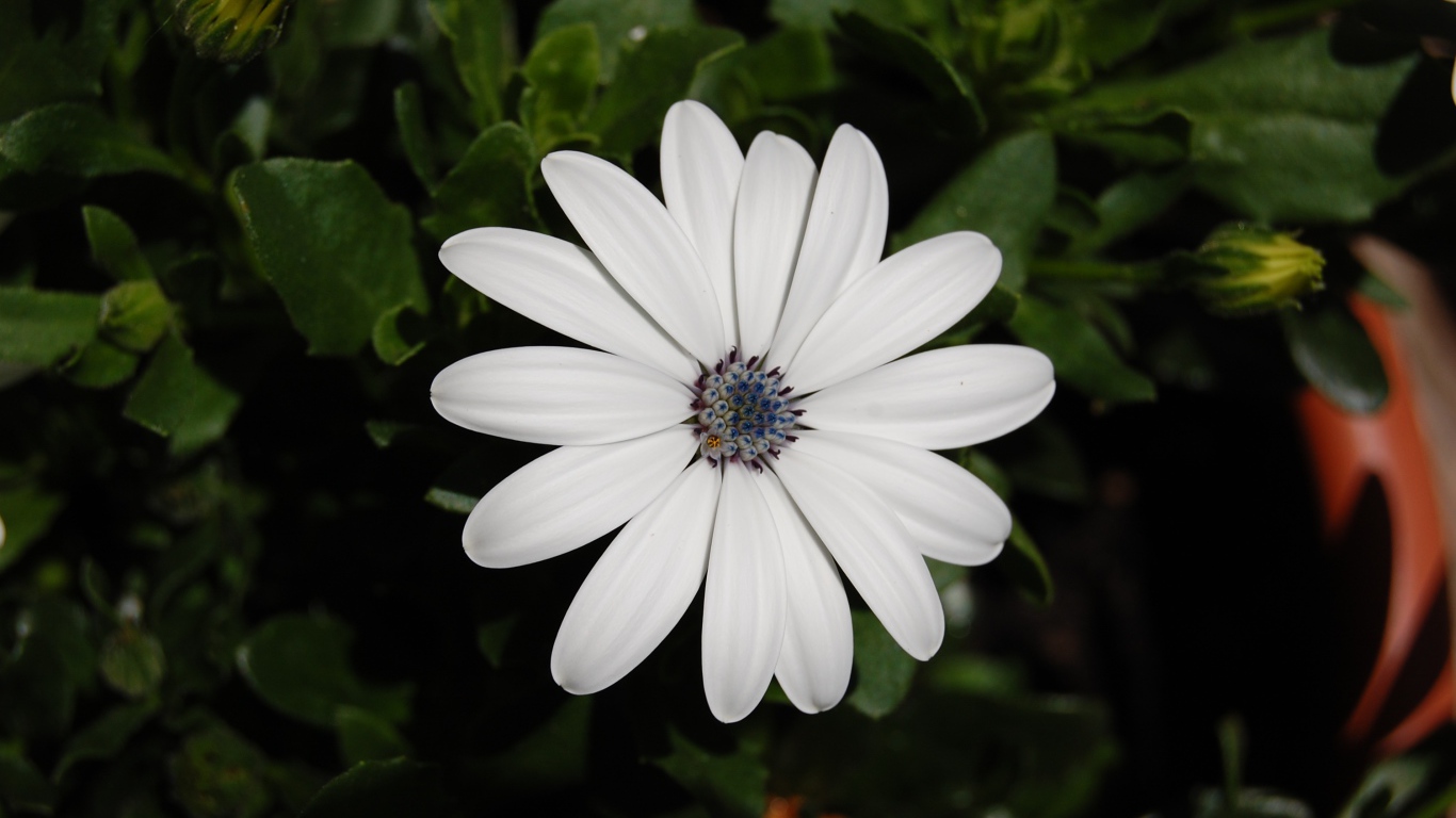 Белый цветок остеоспермум с бутонами 