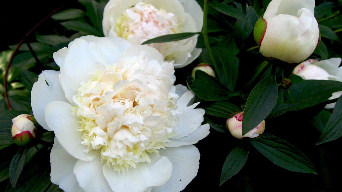 Белые цветы пиона с бутонами в зеленых листьях