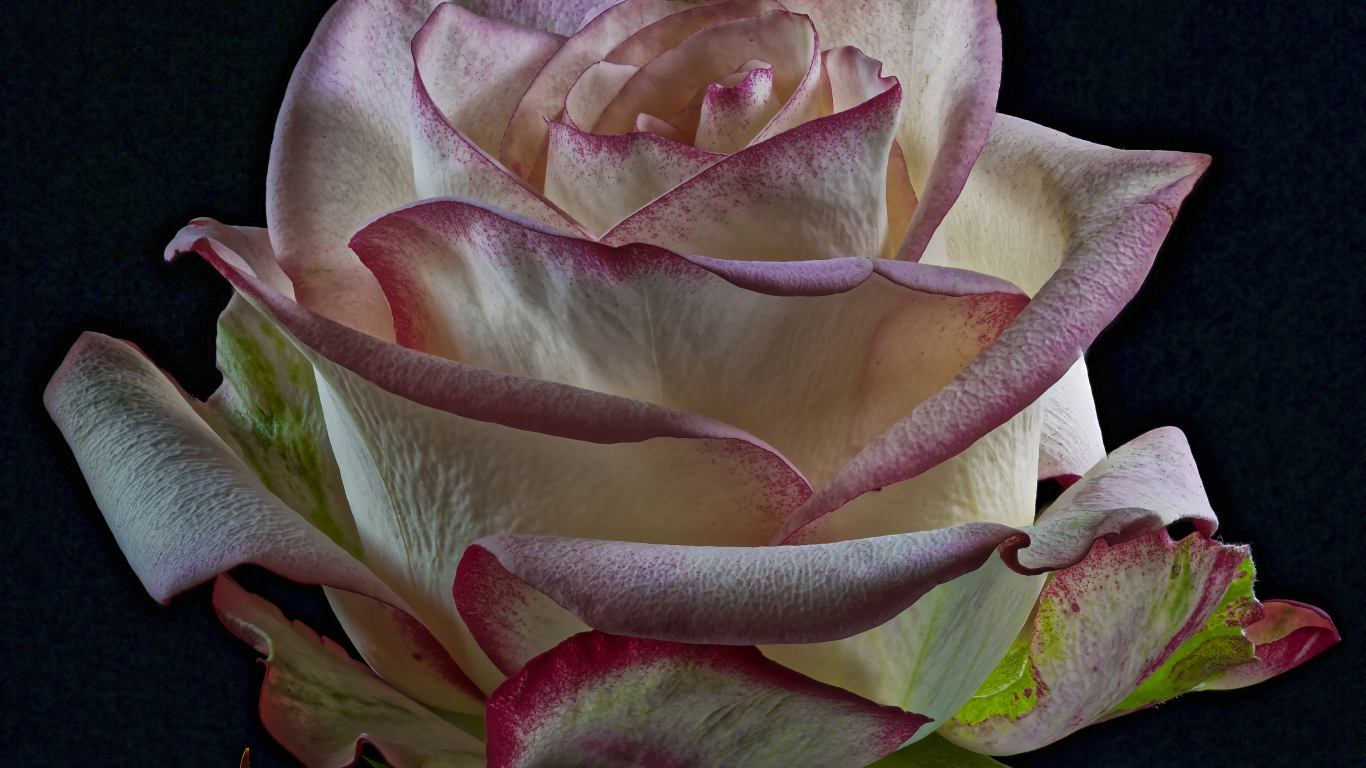 Белая роза с розовыми краями на лепестках на черном фоне