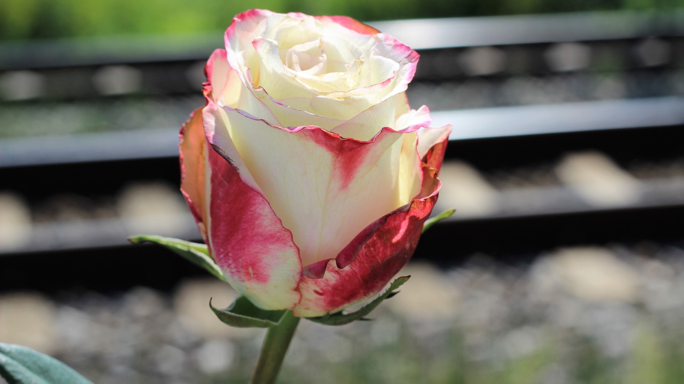 Белая роза с розовыми лепестками крупным планом
