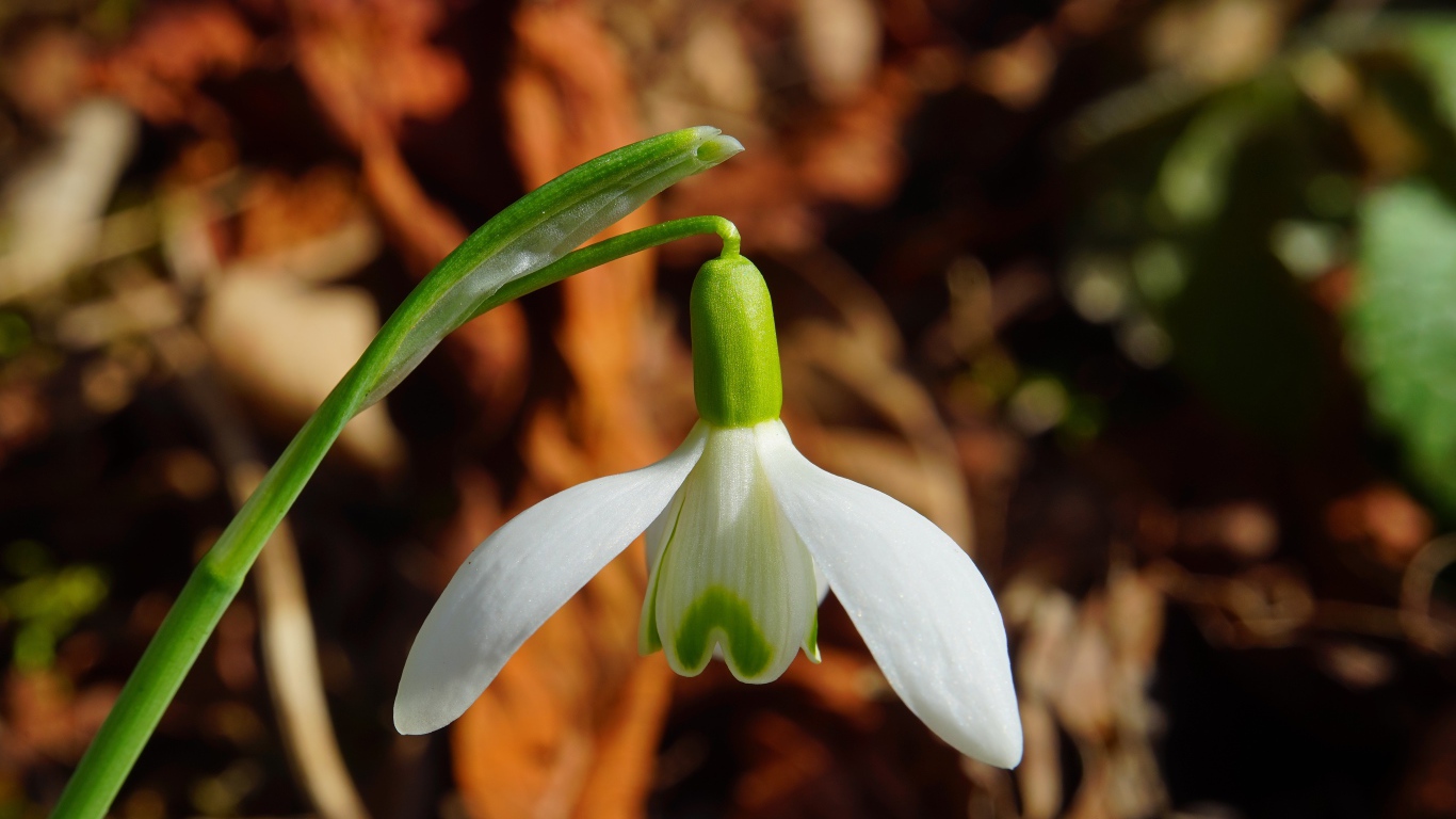 Белый цветок подснежника крупным планом 