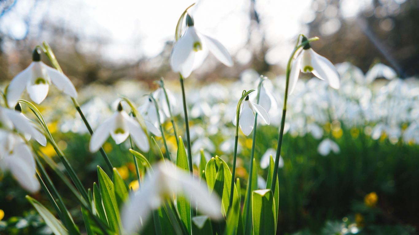 Белые цветы подснежника на поле 
