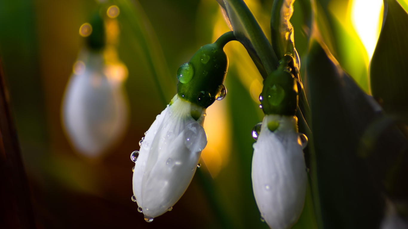 Белые подснежники в каплях росы крупным планом