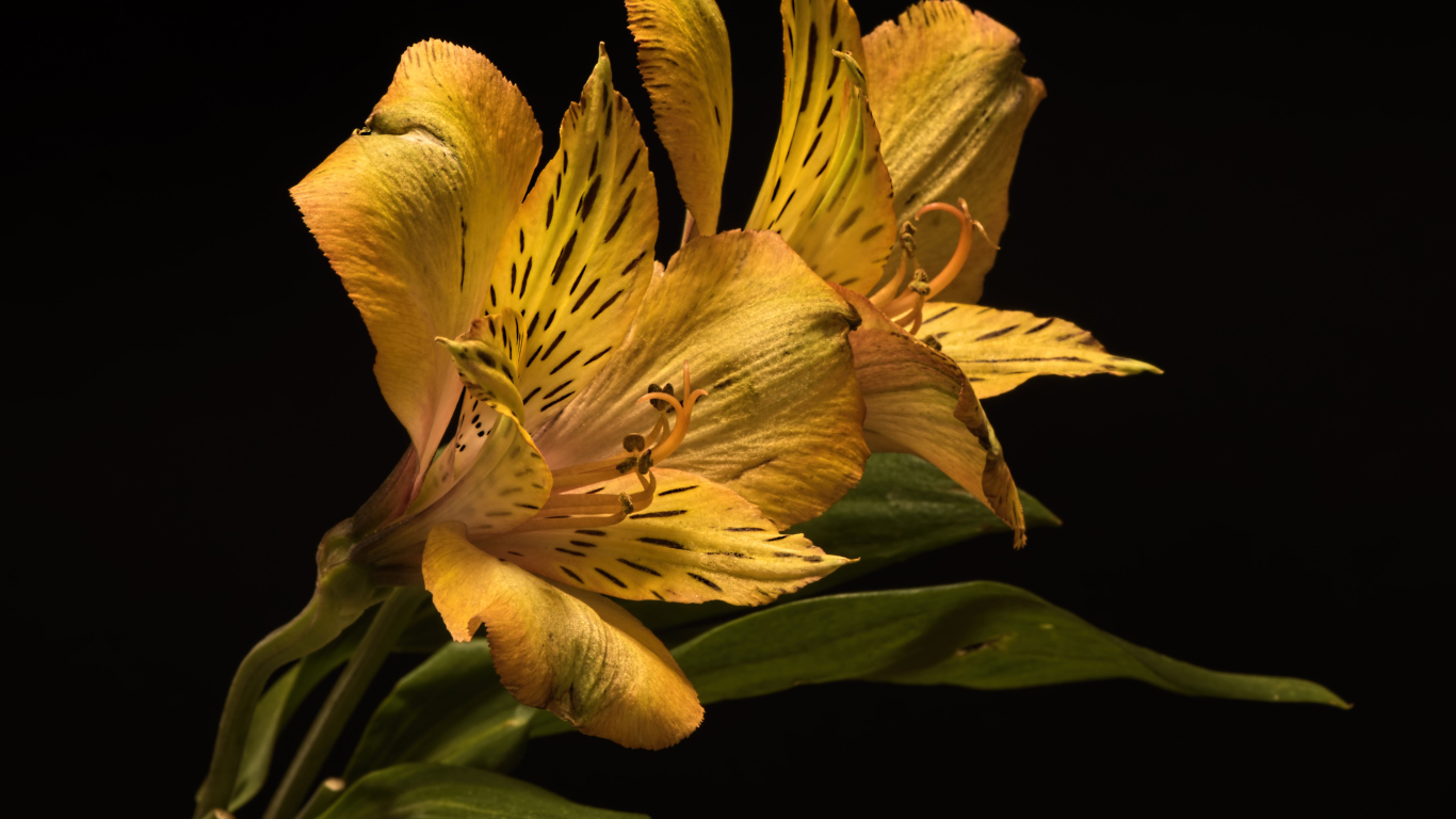 Желтый цветок альстромерии на черном фоне