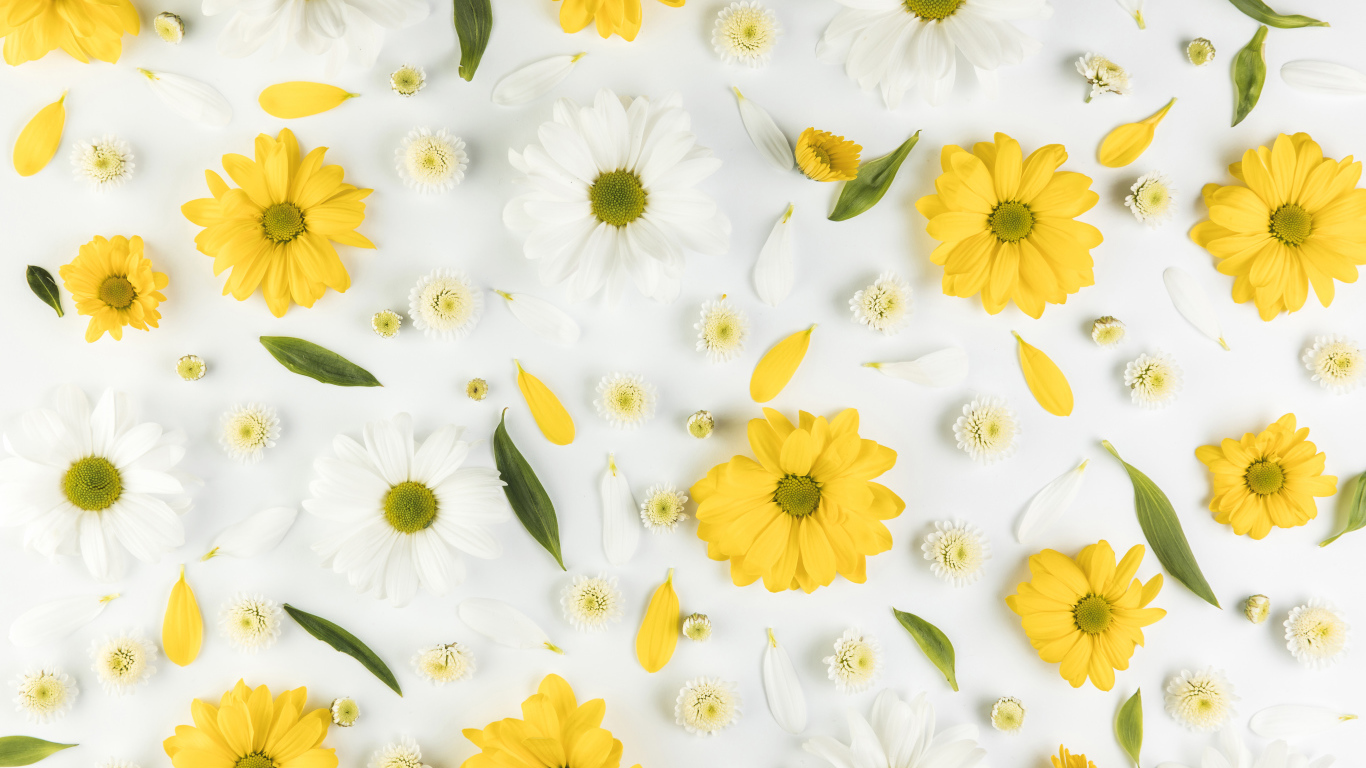 Желтые и белые хризантемы на белом фоне