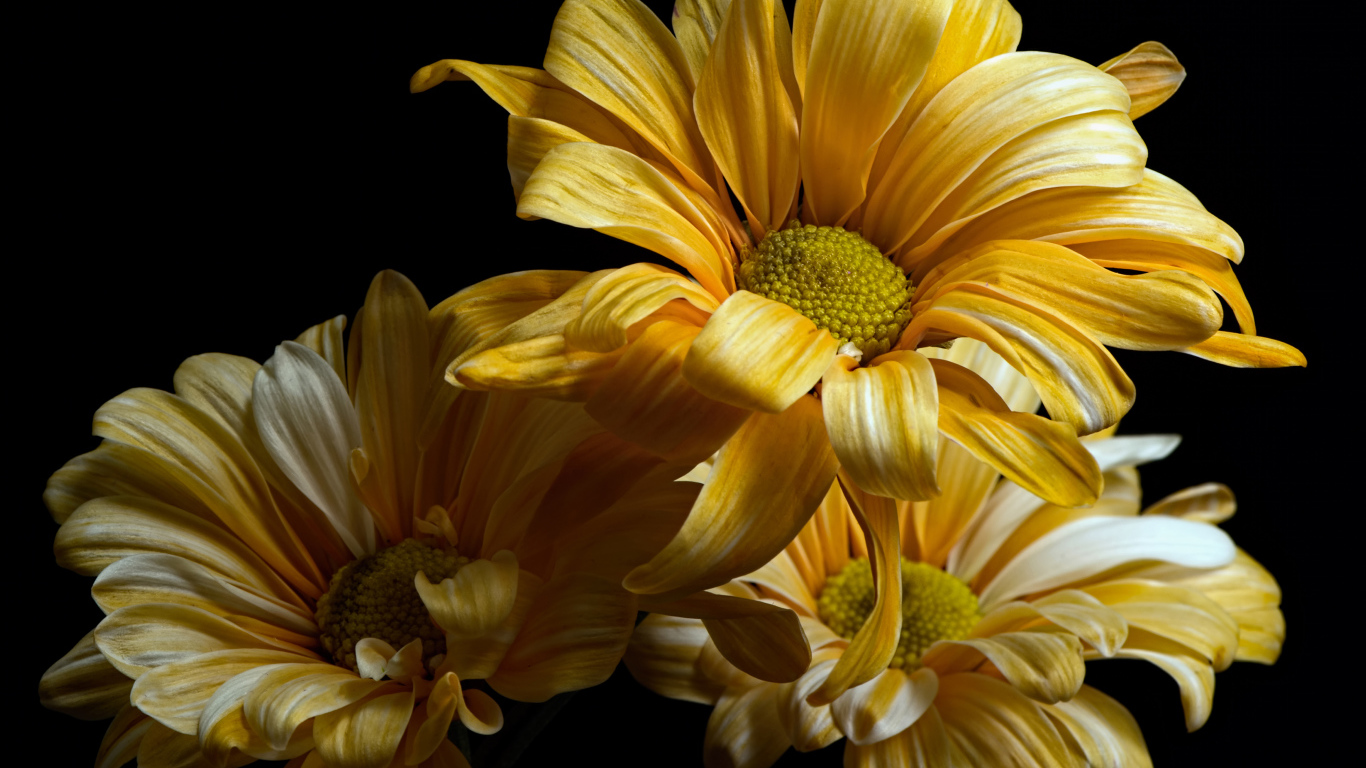 Желтые цветы хризантемы на черном фоне крупным планом