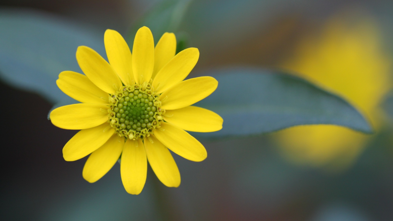 Желтый цветок на размытом фоне крупным планом