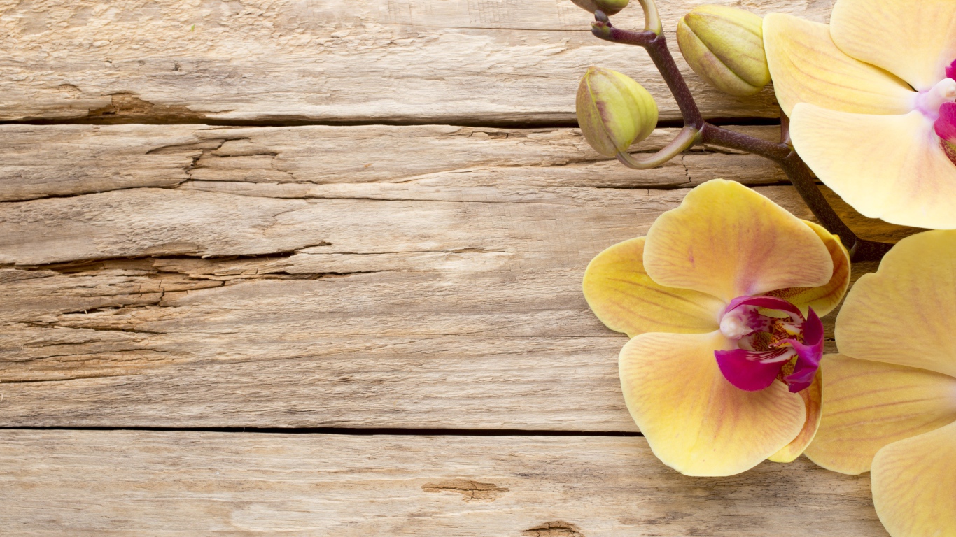 Желтая орхидея с бутонами на деревянном столе