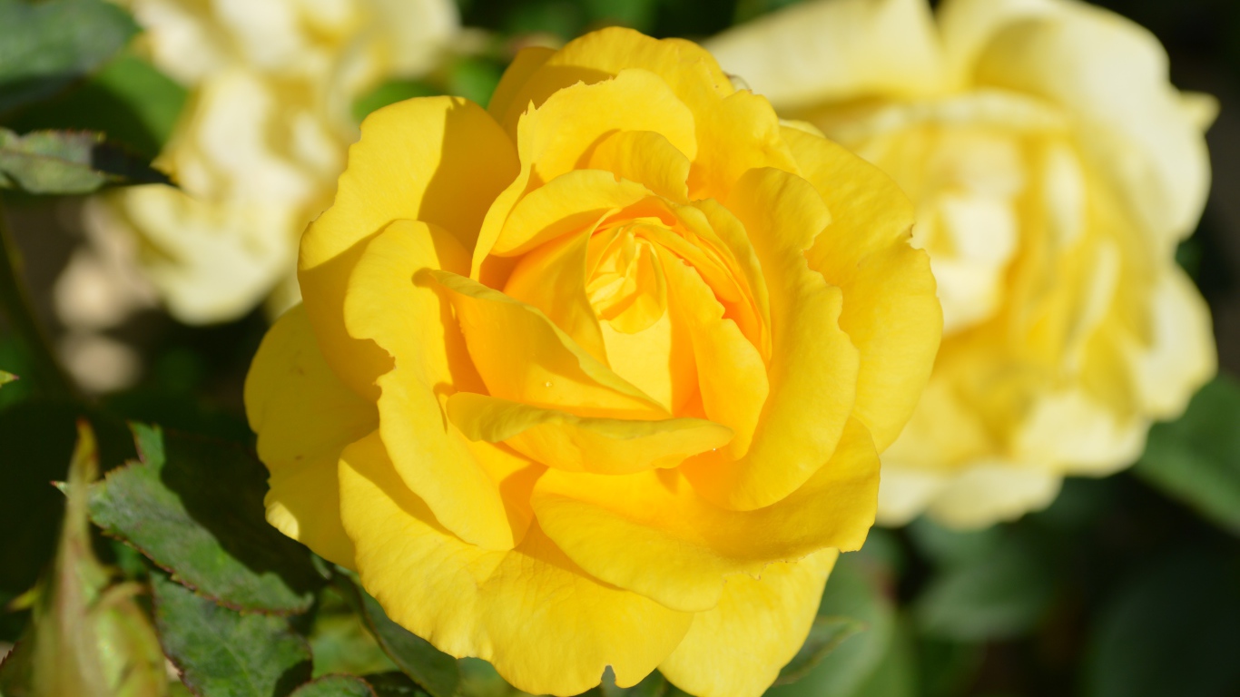 Желтые розы крупным планом на клумбе 