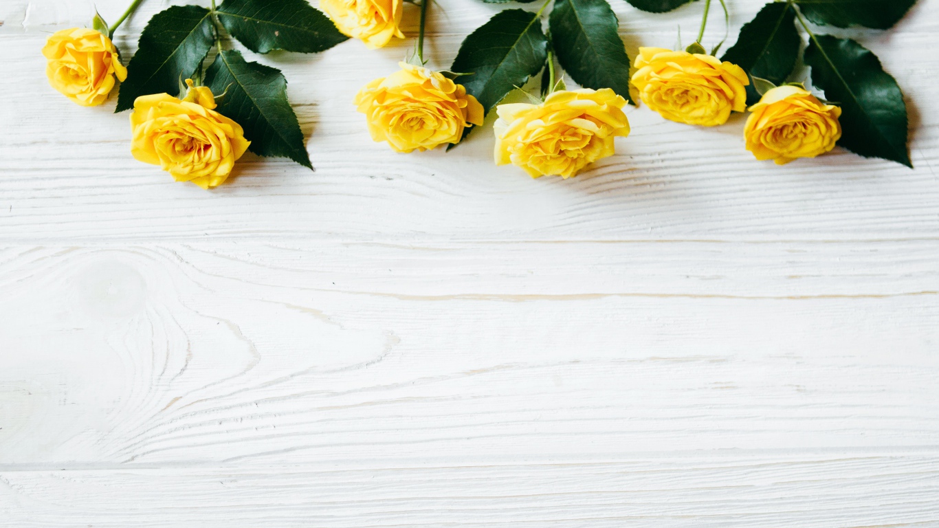 Желтые розы с большими зелеными листьями на белом фоне