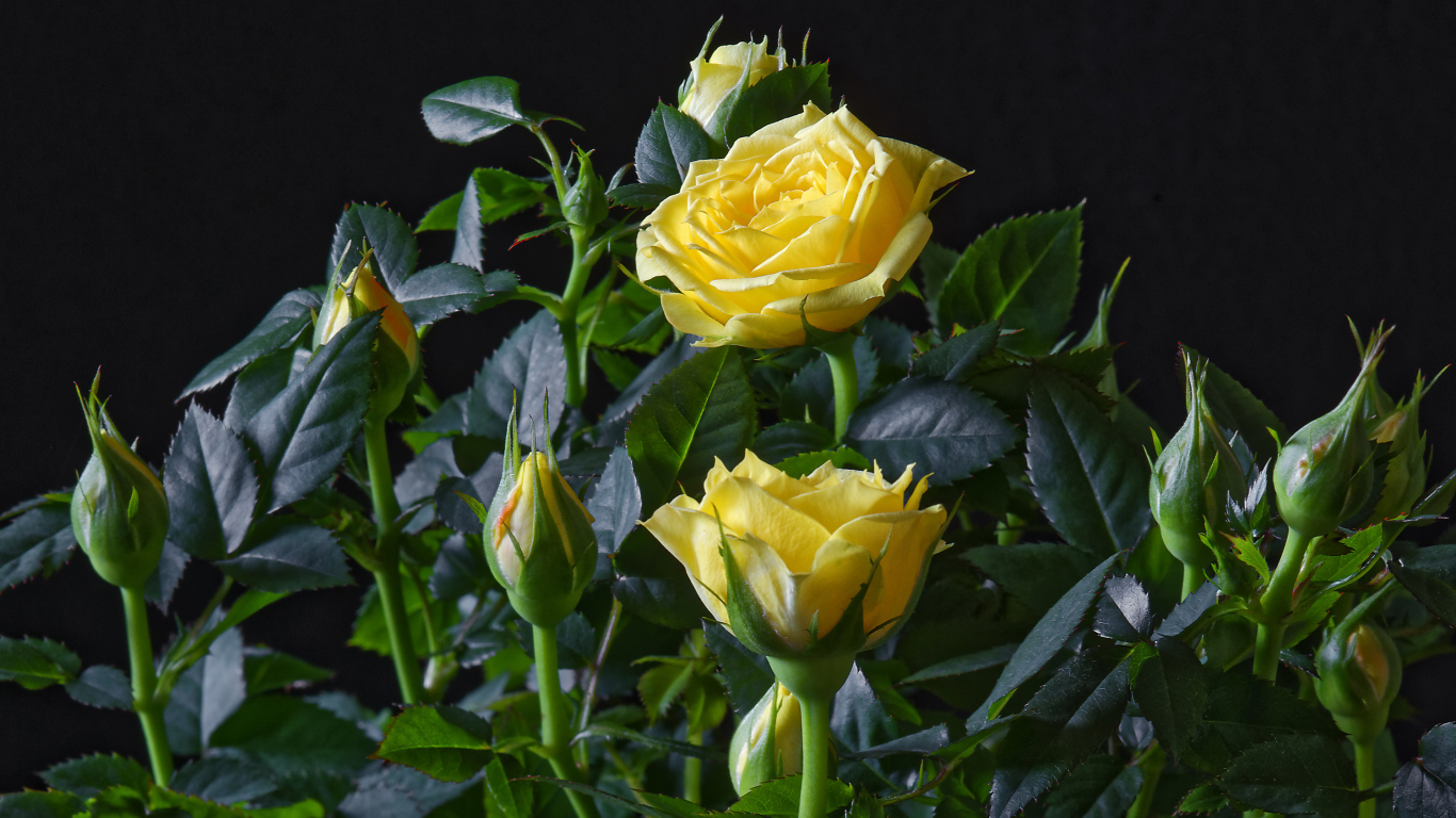 Желтые розы с бутонами в зеленых листьях на черном фоне