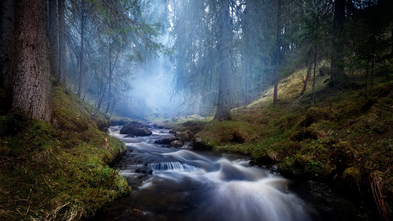 Быстрый ручей в хвойном лесу в тумане