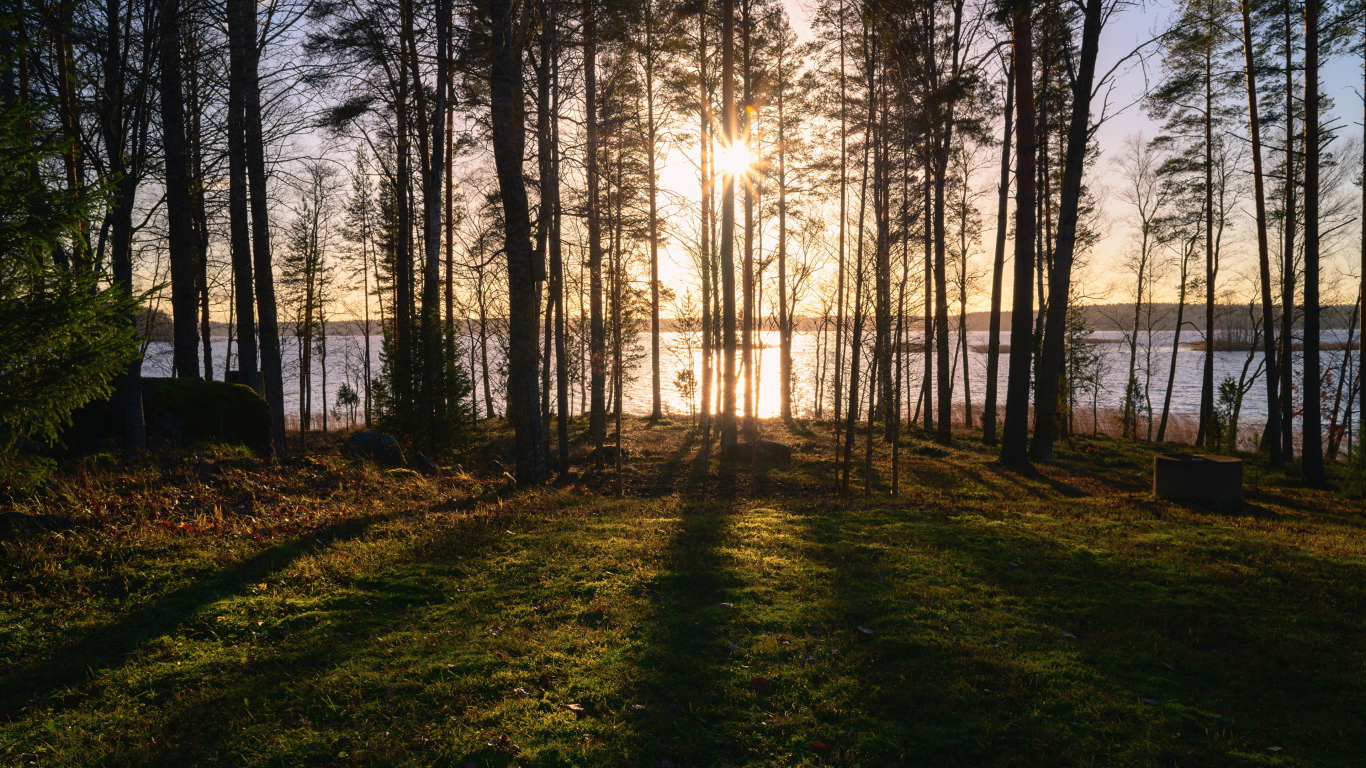 Солнце пробивается сквозь деревья в лесу у реки