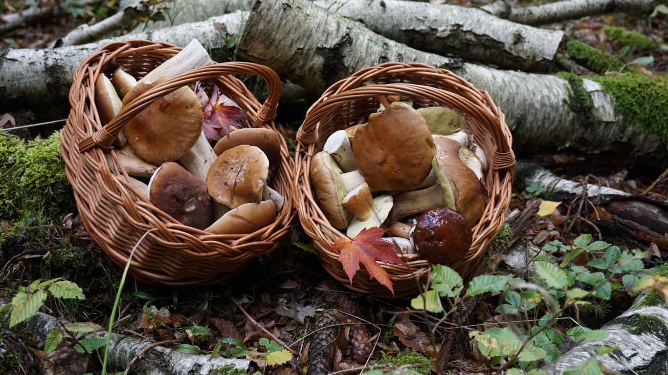 Forest mushrooms in baskets on the ground