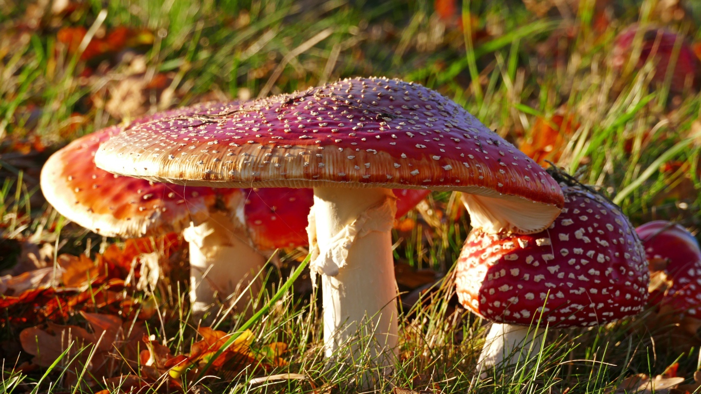 Много красных мухоморов на траве в лучах солнца