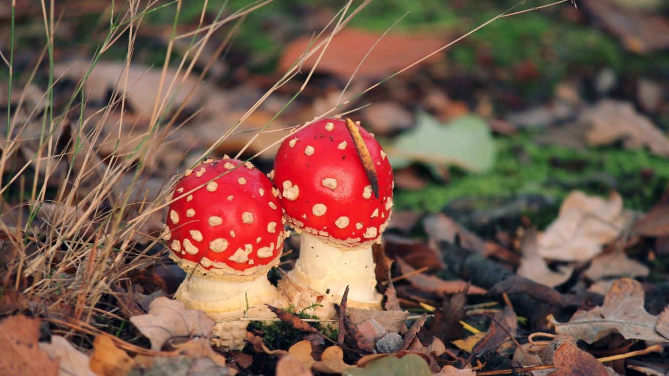 Два красных мухомора в опавших листьях