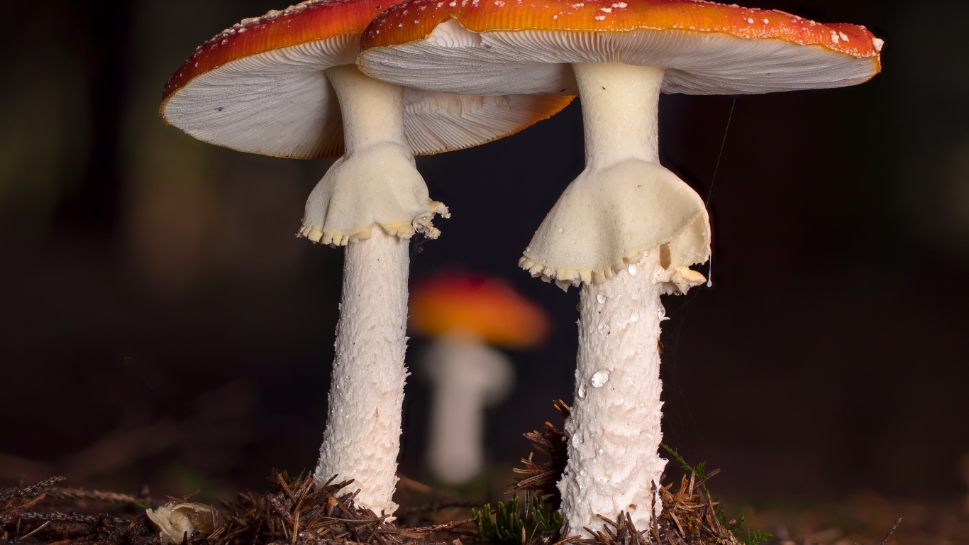 Два красных мухомора в лесу 