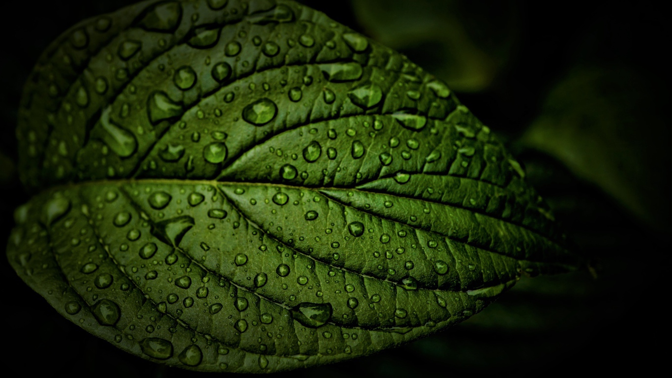 Зеленый лист в каплях воды крупным планом