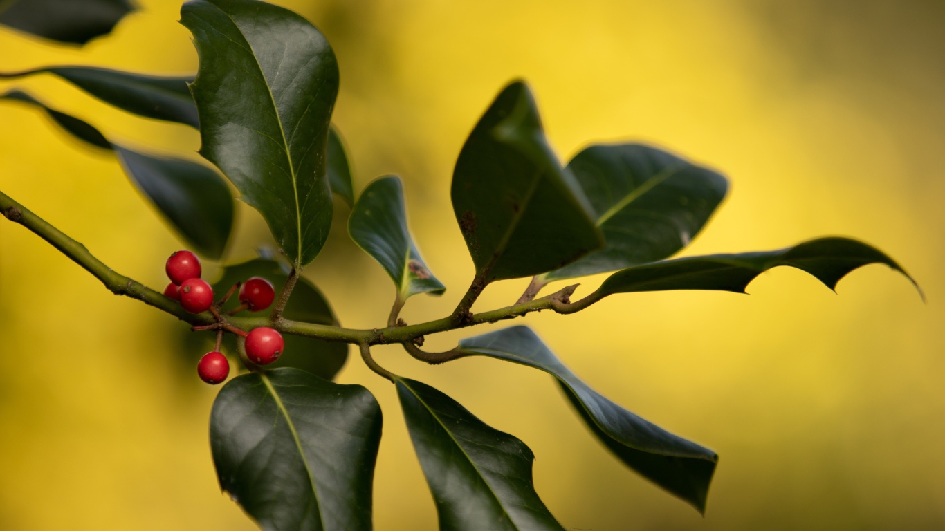 Красные ягоды на ветке с зелеными листьями