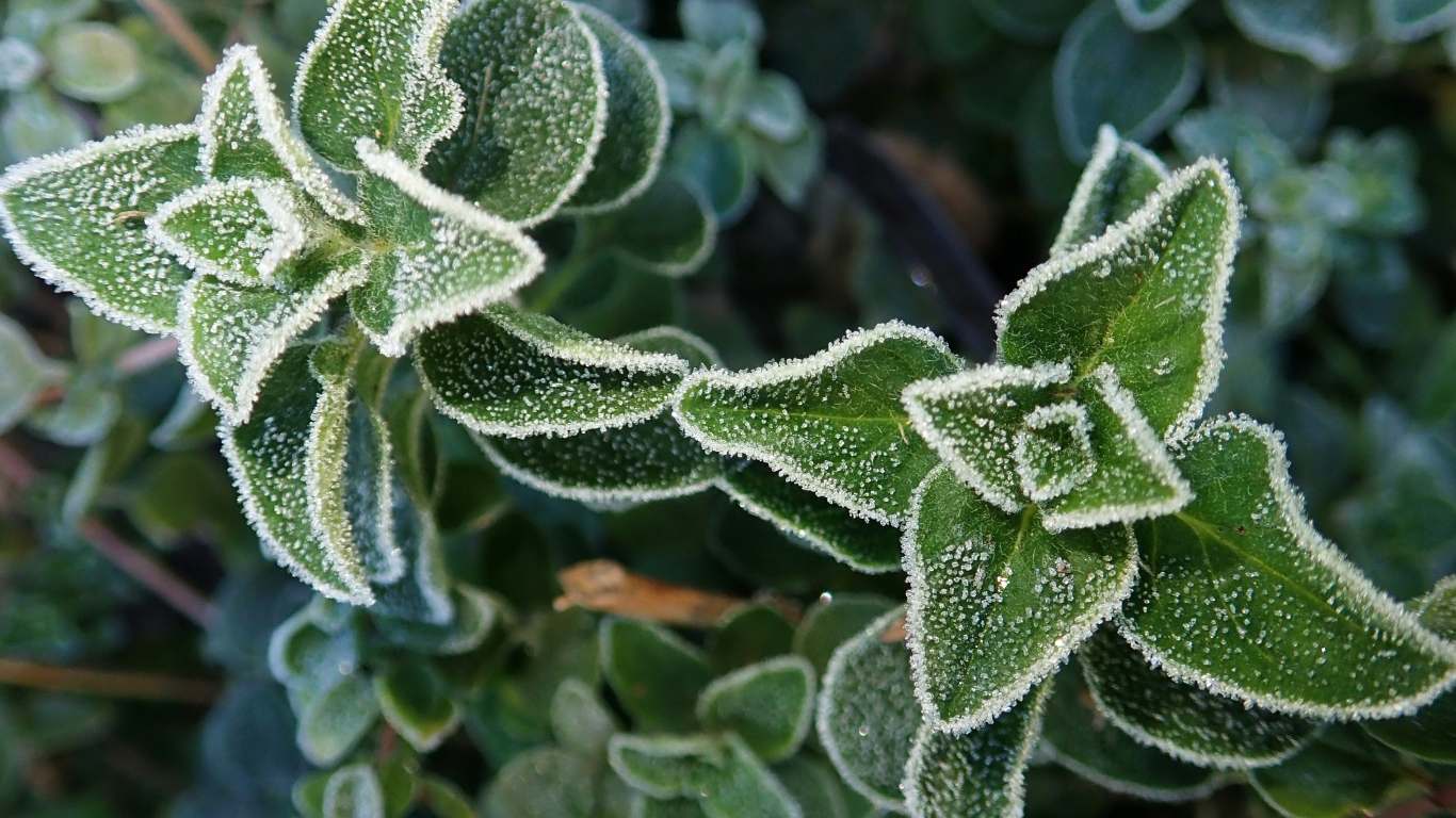 Покрытые инеем зеленые растения