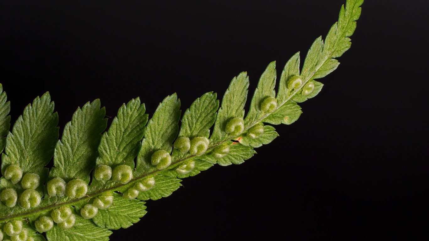 Зеленый лист папоротника на черном фоне 