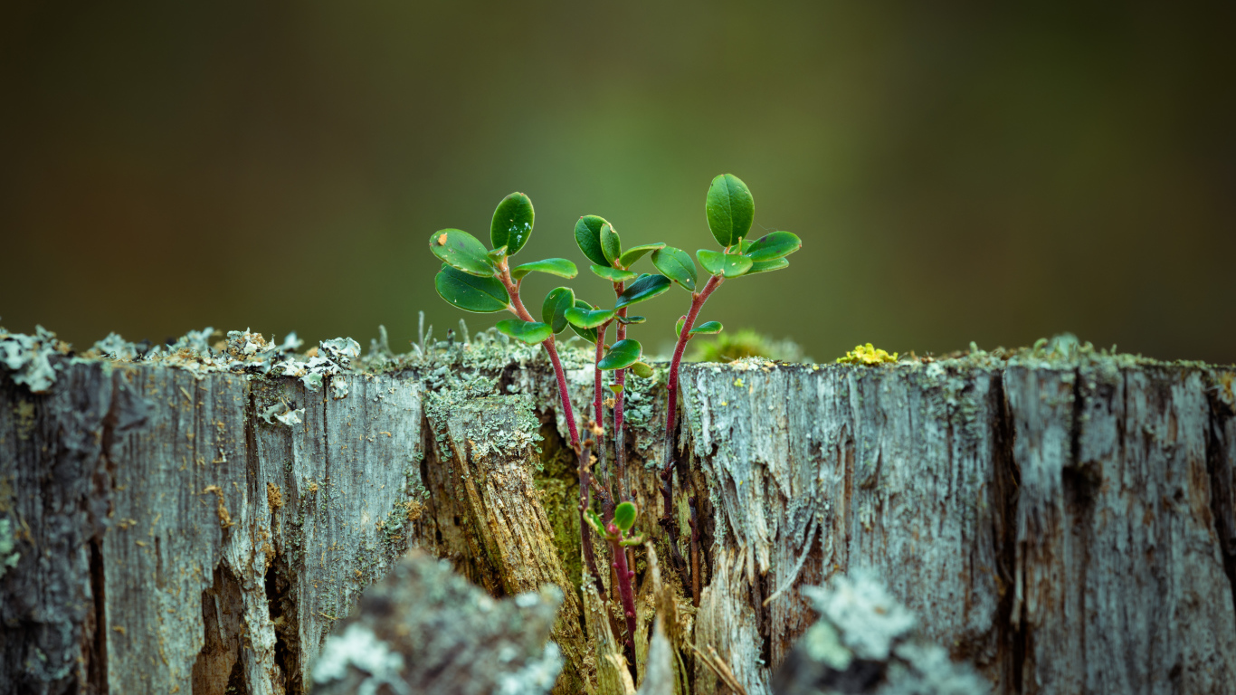 Зеленые растения пробиваются сквозь старый пень 