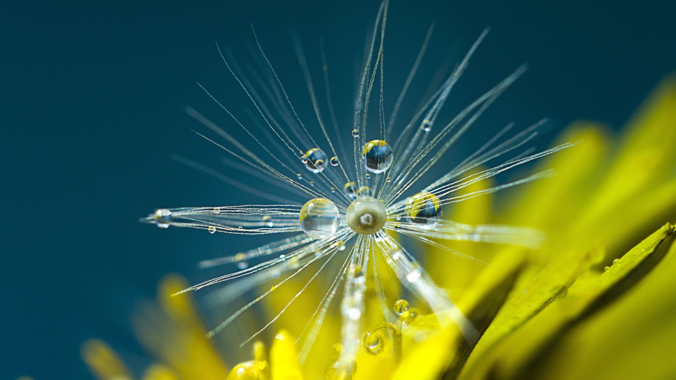 Белые семена одуванчика в каплях росы крупным планом