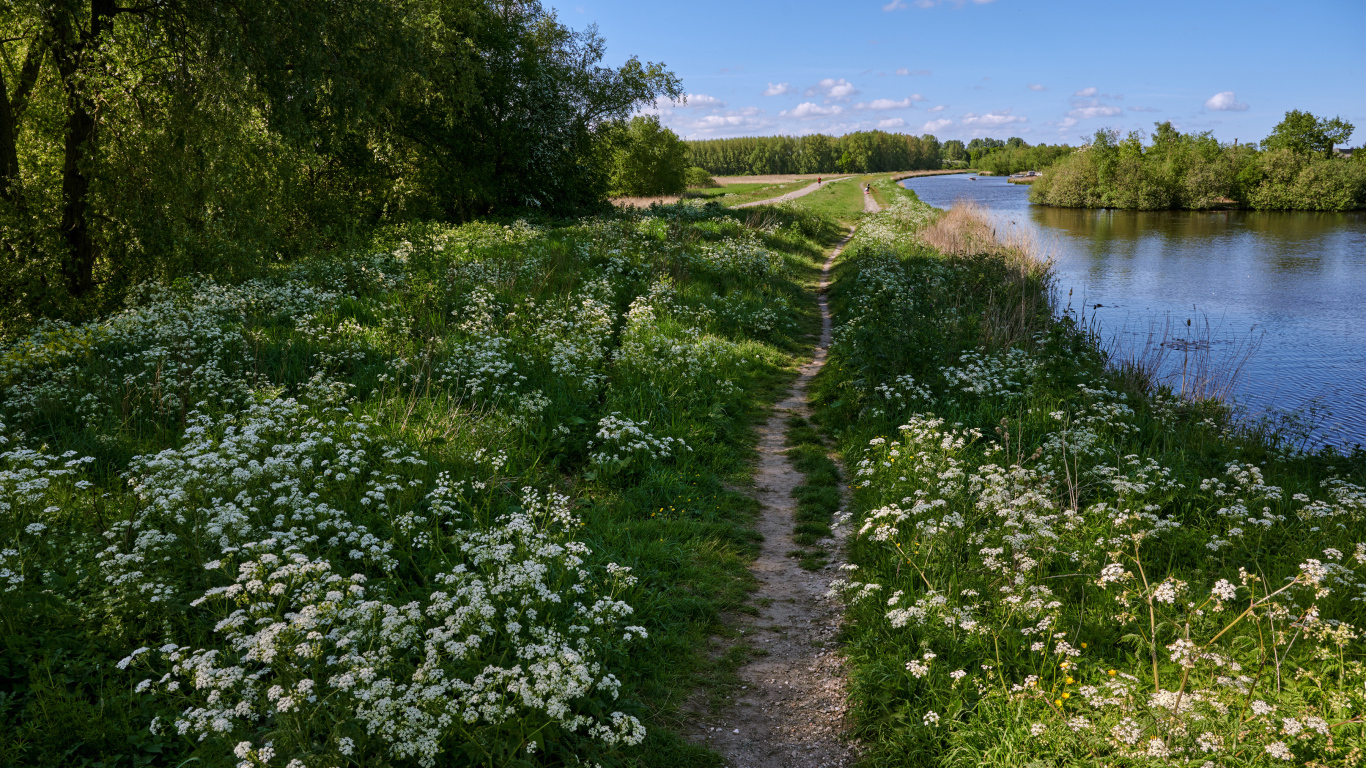 Белые цветы на берегу реки у леса 