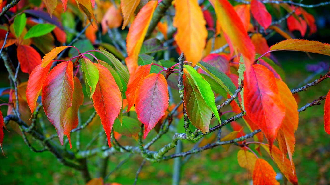 Разноцветные листья на ветках дерева осенью 