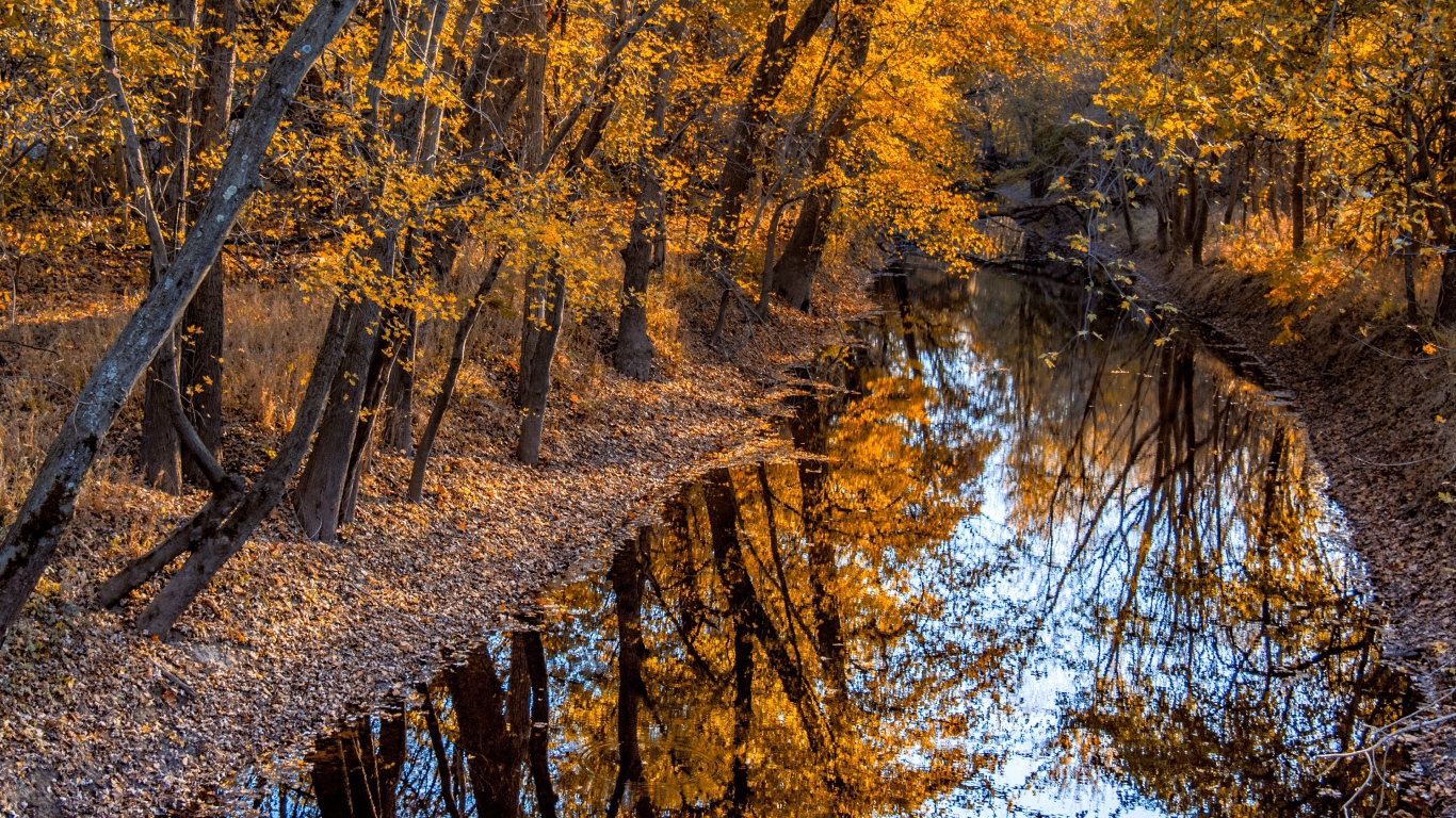 Quiet river in the autumn forest