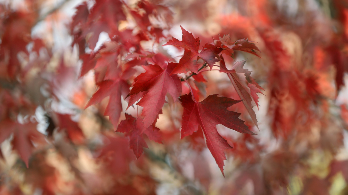 Red maple leaves on tree branches