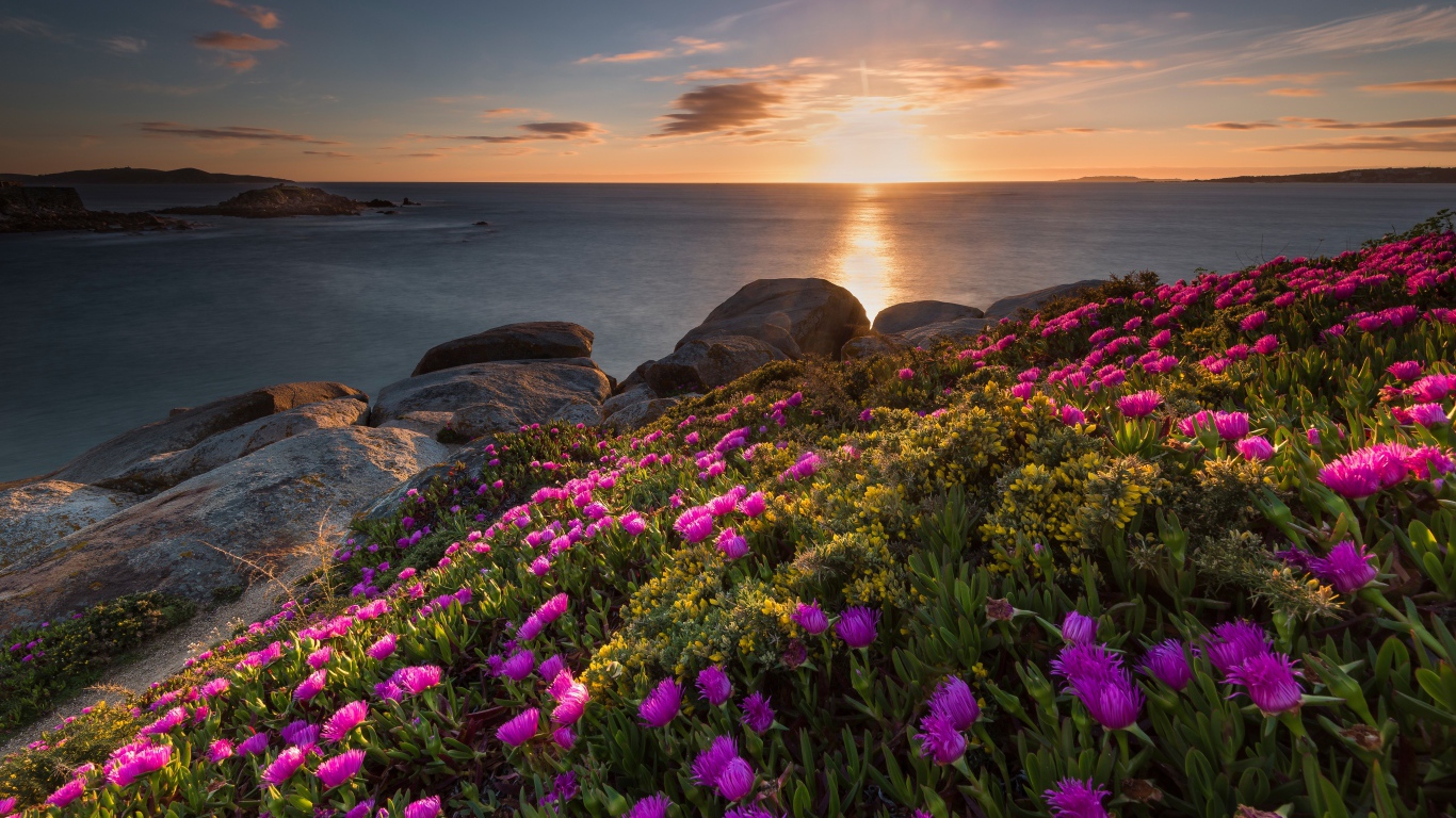 Розовые цветы на берегу моря на закате солнца 