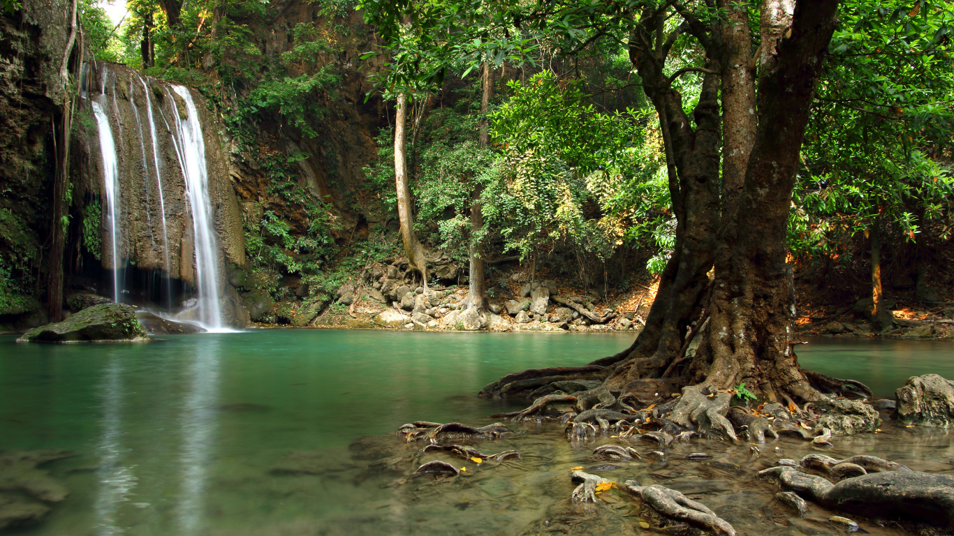 Большое дерево в воде на фоне лесного водопада