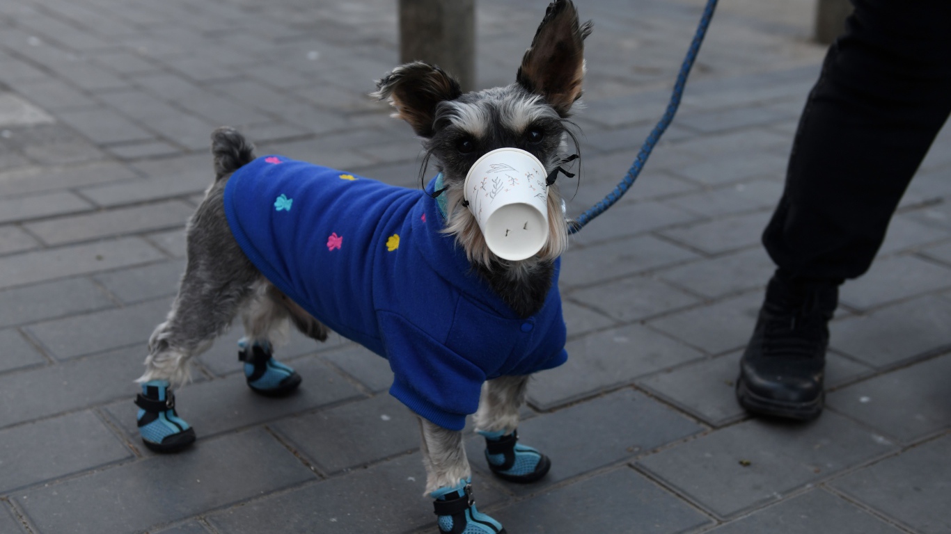 Собака в маске от коронавируса