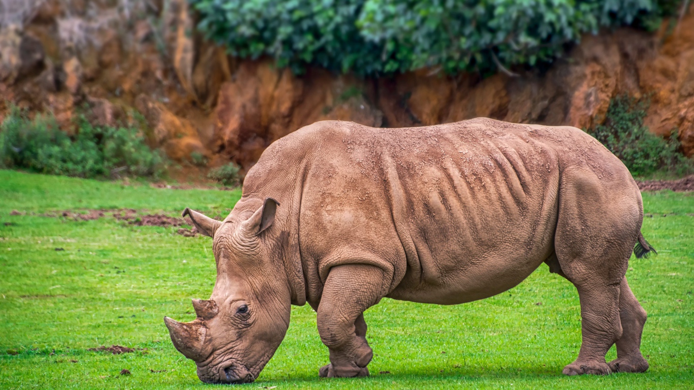 Большой серый носорог на зеленой траве